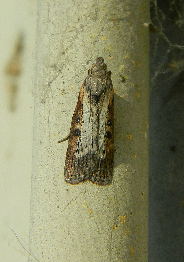 Dubbio su Lamoria anella, Pyralidae